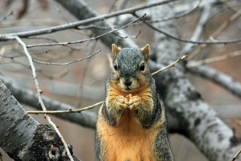 Squirrel with an orange chest nibbles a small nut while perched on a leafless tree branch in a blurred forest.