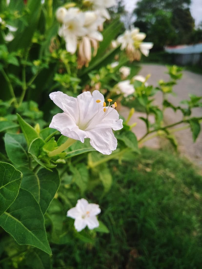 White Four O'Clock flowers with yellow stamens bloom against a blurred green garden background with soft light.