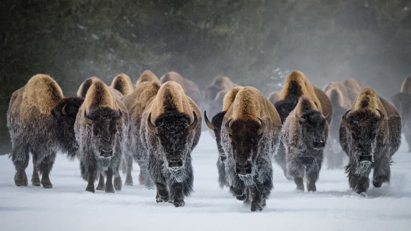 American bison herd grazing across expansive yellow grasslands under a clear daylight sky in sharp detail.