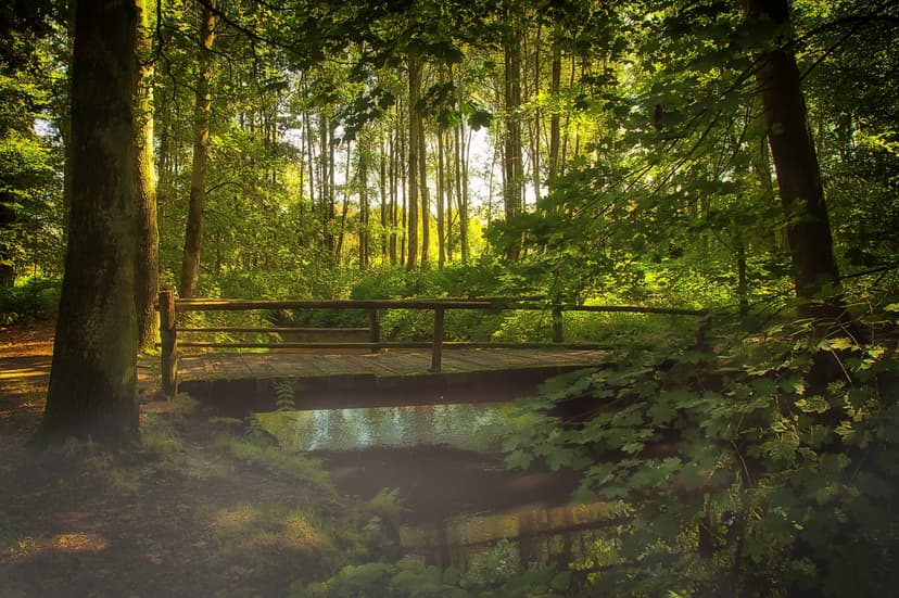 Wooden bridge crossing a shallow stream in a dense forest as golden sun rays filter through leafy branches