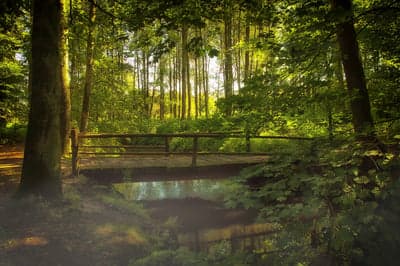 Wooden bridge over stream in sunlit forest