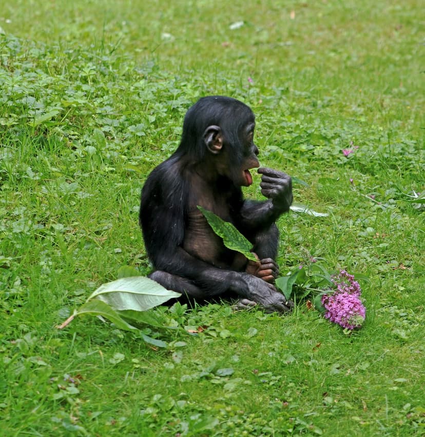 Baby bonobo monkey sitting in green grass and purple flowers while holding a leaf to its mouth in nature.