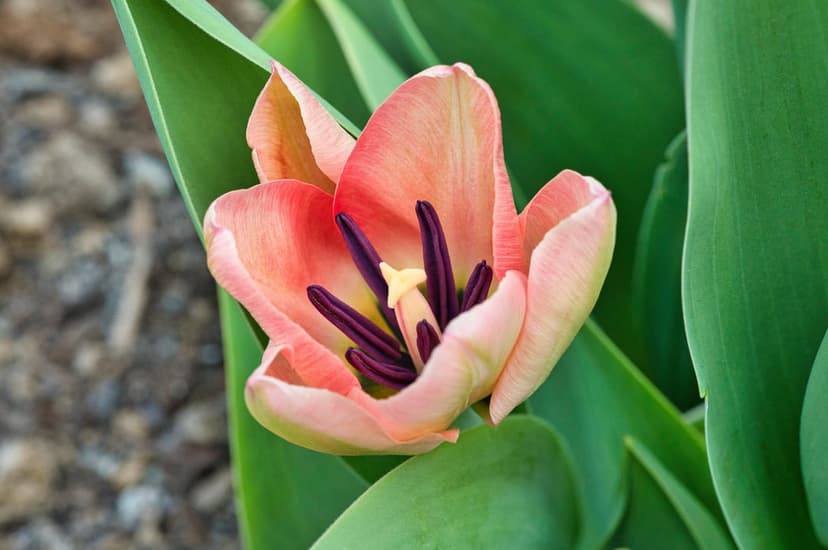 Peach tulip petals unfurl around dark purple stamens with yellow pollen, framed by blurred green leaves.