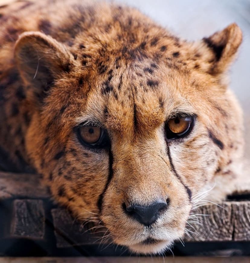 Cheetah head close-up featuring amber eyes and black tear marks while resting on a weathered wooden plank.