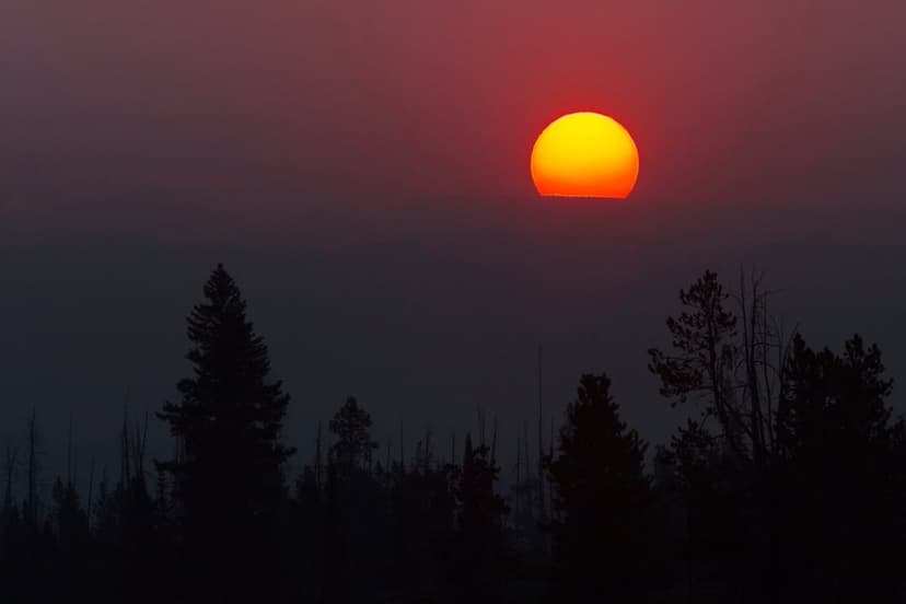 Pine tree silhouettes overlap against a glowing orange and purple sunset sky along a remote forest horizon.