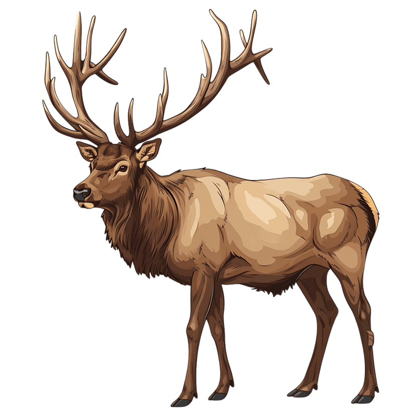 Brown bull elk showing large antlers and muscular neck in a side profile illustration with bold line art.
