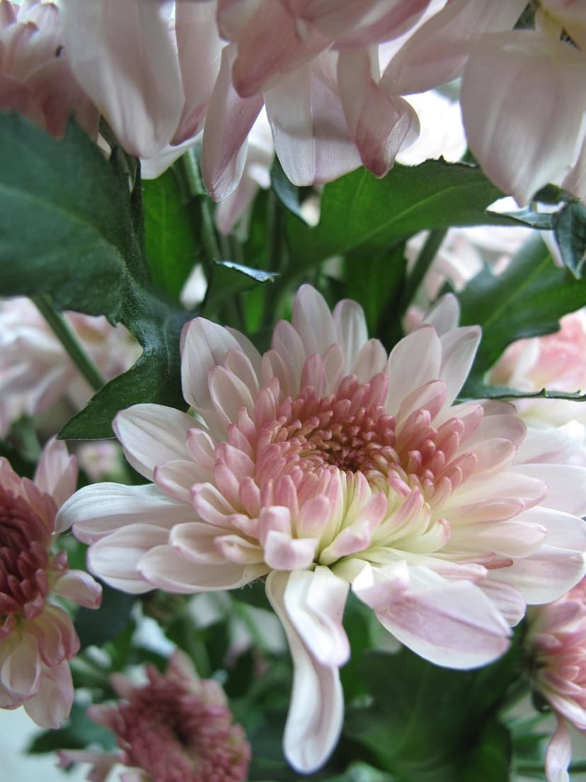 Pink chrysanthemum blossoms with layered petals and golden centers nestled among dark green garden leaves.