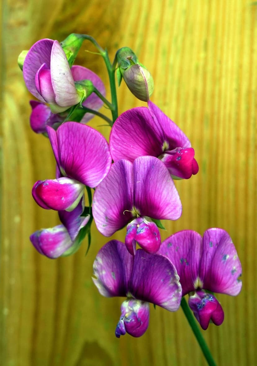 Purple and pink sweet pea flowers bloom on a weathered wooden fence with soft-focus garden greenery behind them.