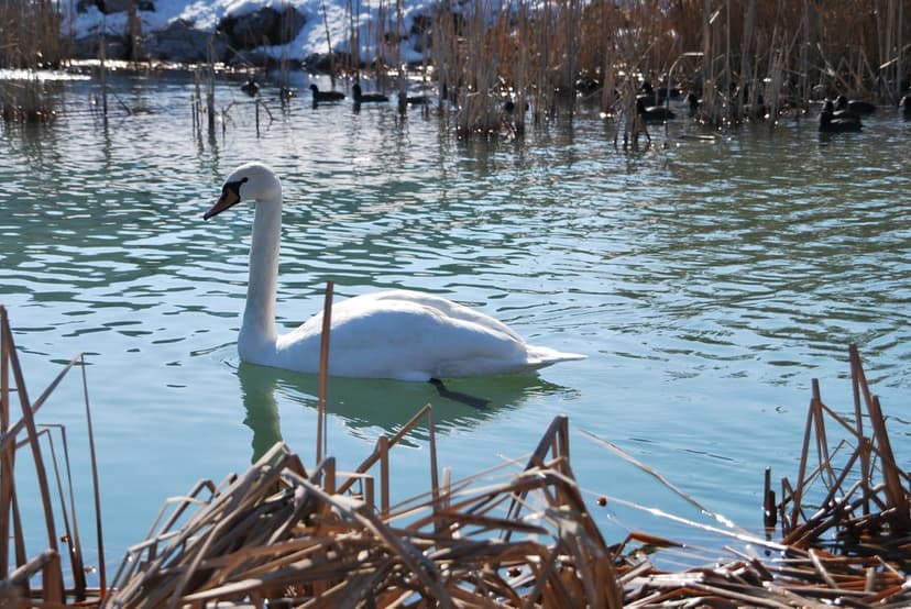 White swan swimming on a calm blue lake with dry yellow reeds in the foreground and snowy hills in the background.