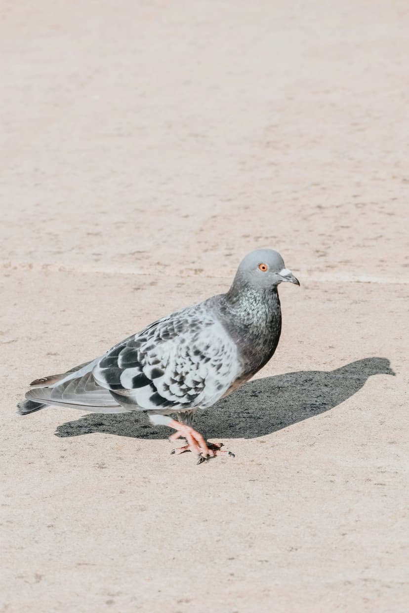 Pigeon with speckled wings and orange eyes stands on light sand with a distinct shadow in bright sunlight.