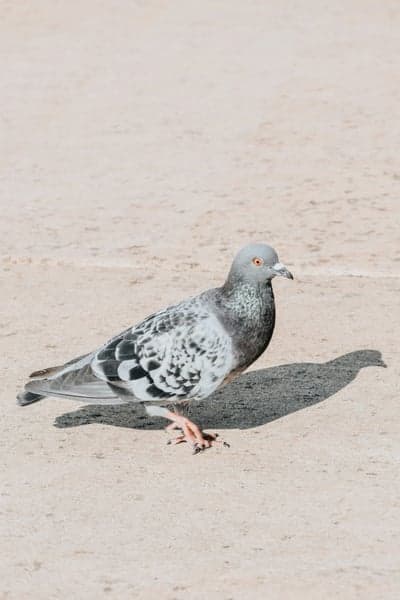 Speckled Pigeon Portrait on Sunlit Sand Mobile Wallpaper