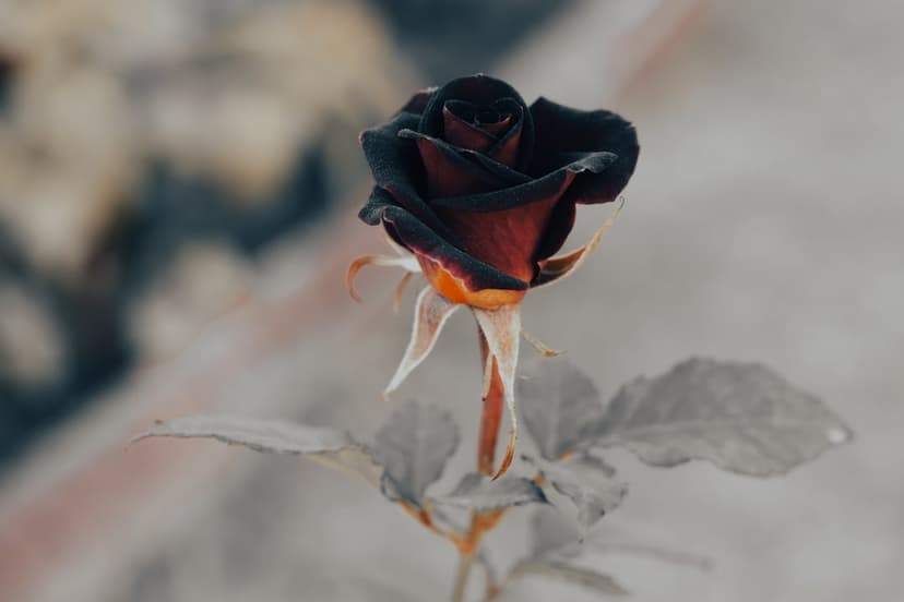 Black and crimson rose featuring velvety petals and a spiraling center against a dark desaturated background.