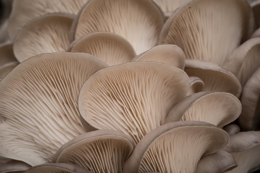 Oyster mushroom gills showing thin white ridges in a fan pattern with soft shadows and a shallow depth of field.