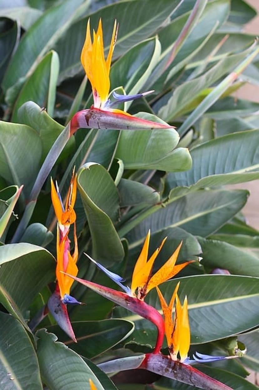 Bird of Paradise flower with orange and blue petals stands against a backdrop of deep green tropical leaves.