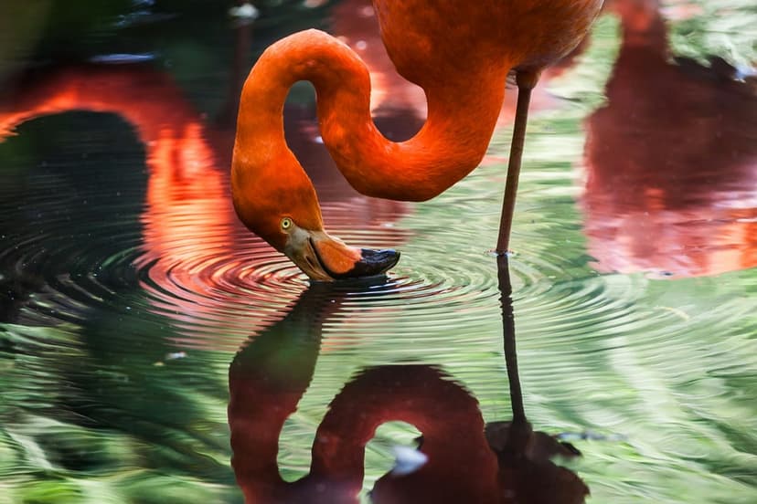 Orange flamingo dips its beak into a pond creating a mirrored S-shape against a backdrop of soft green leaves.