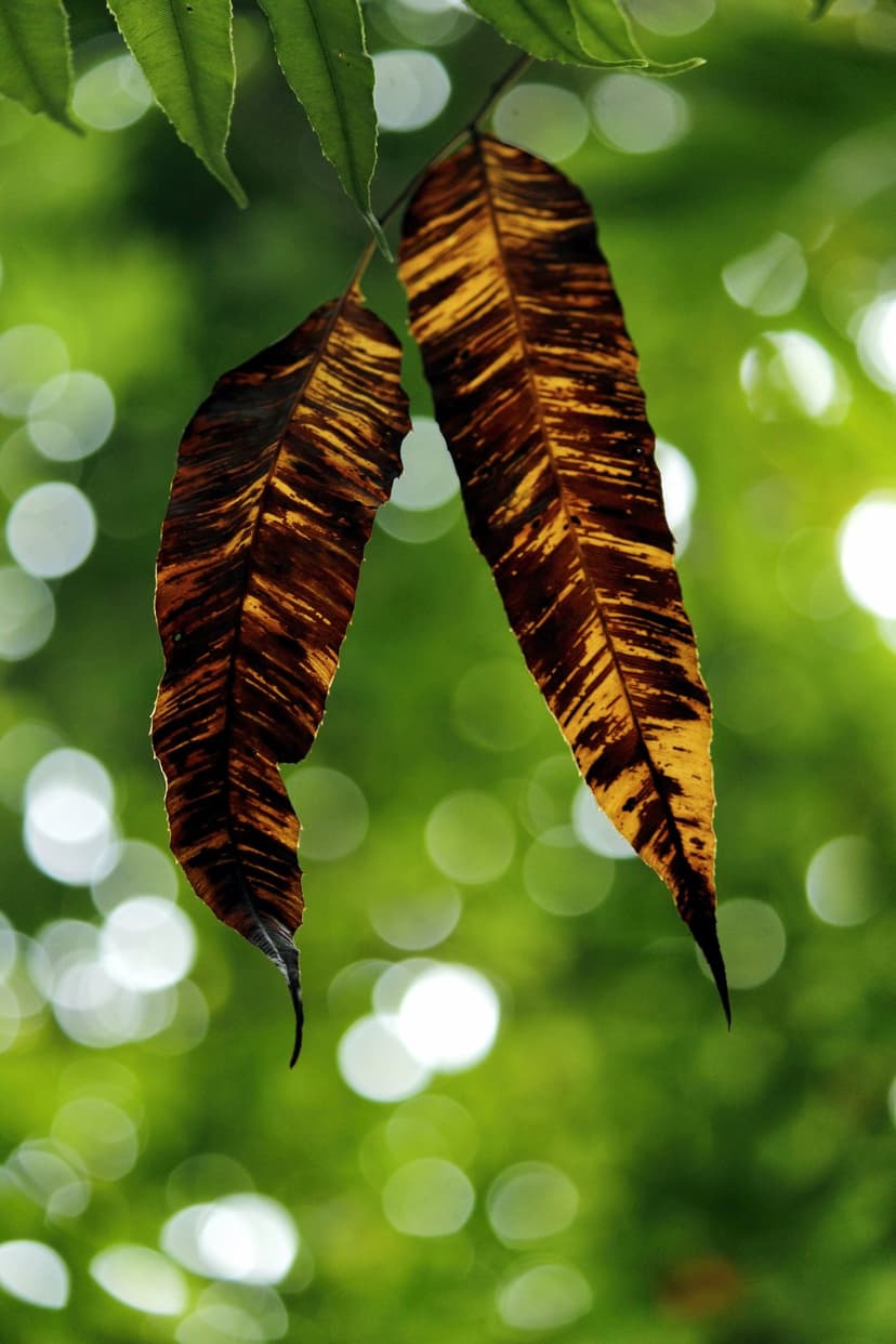 Zebra-striped brown and yellow leaves hang vertically against a blurred green background with glowing bokeh spots.