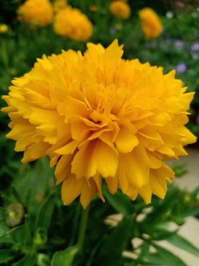 Golden Yellow Chrysanthemum Bloom Portrait Wallpaper