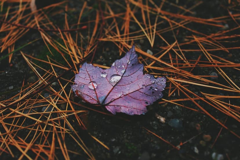Purple maple leaf with clear water droplets rests on a bed of orange pine needles in a macro forest scene.