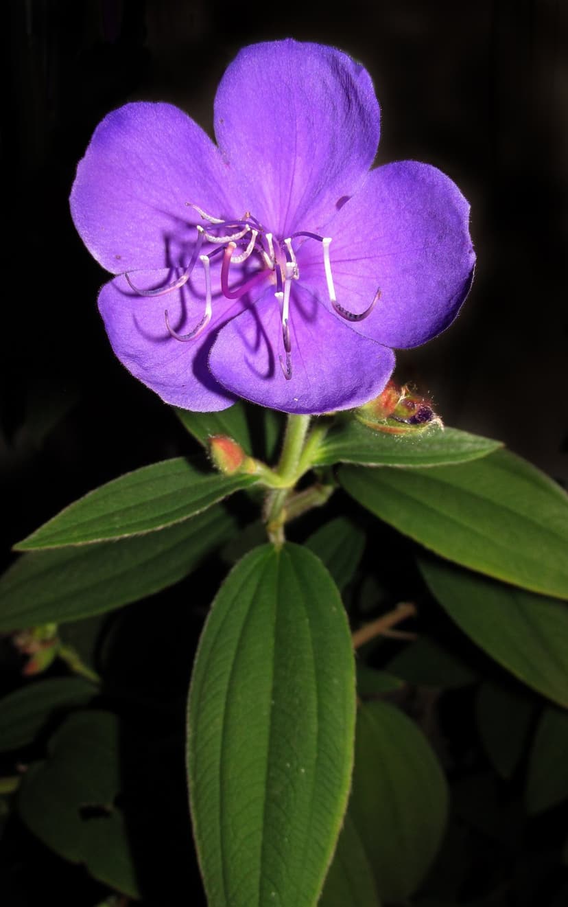 Purple five-petaled flower with yellow stamens and fuzzy green leaves set against a dark blurred background.