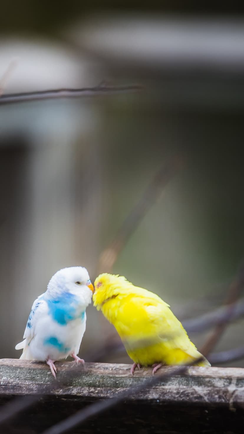 White and yellow budgies touch beaks on a weathered wooden branch against a soft green blurred background.