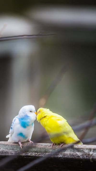 Two Budgies Sharing an Intimate Moment on a Perch