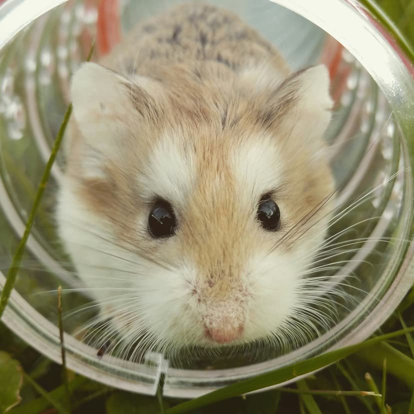 Dwarf hamster with black eyes and white whiskers peeks from a clear plastic tube surrounded by green grass.