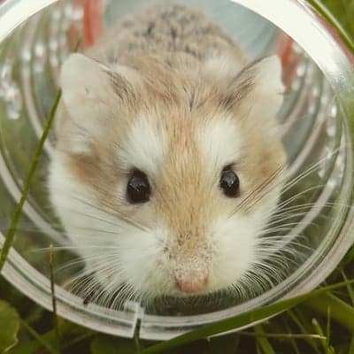 Cute hamster peeking out of a clear tube
