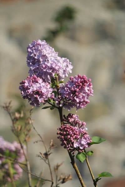 Soft Lavender Lilac Blooms Mobile Screen Floral Backdrop