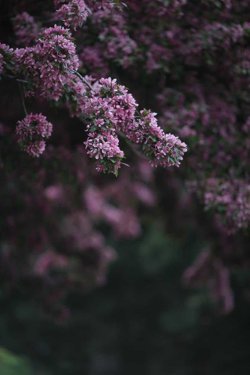 Pink crabapple blossoms with detailed petals and yellow stamens hang against a blurred green and rose background.