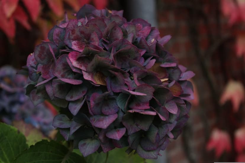 Purple hydrangea petals with velvety texture against a blurred background of red autumn leaves and brick wall.