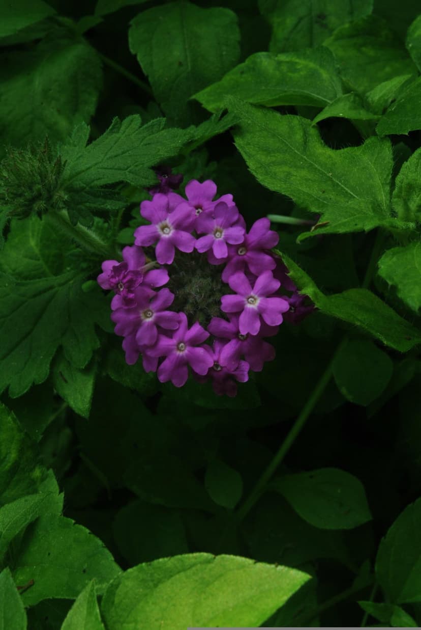 Purple flower clusters with soft petals sit centered among thick green foliage in a vertical macro composition.