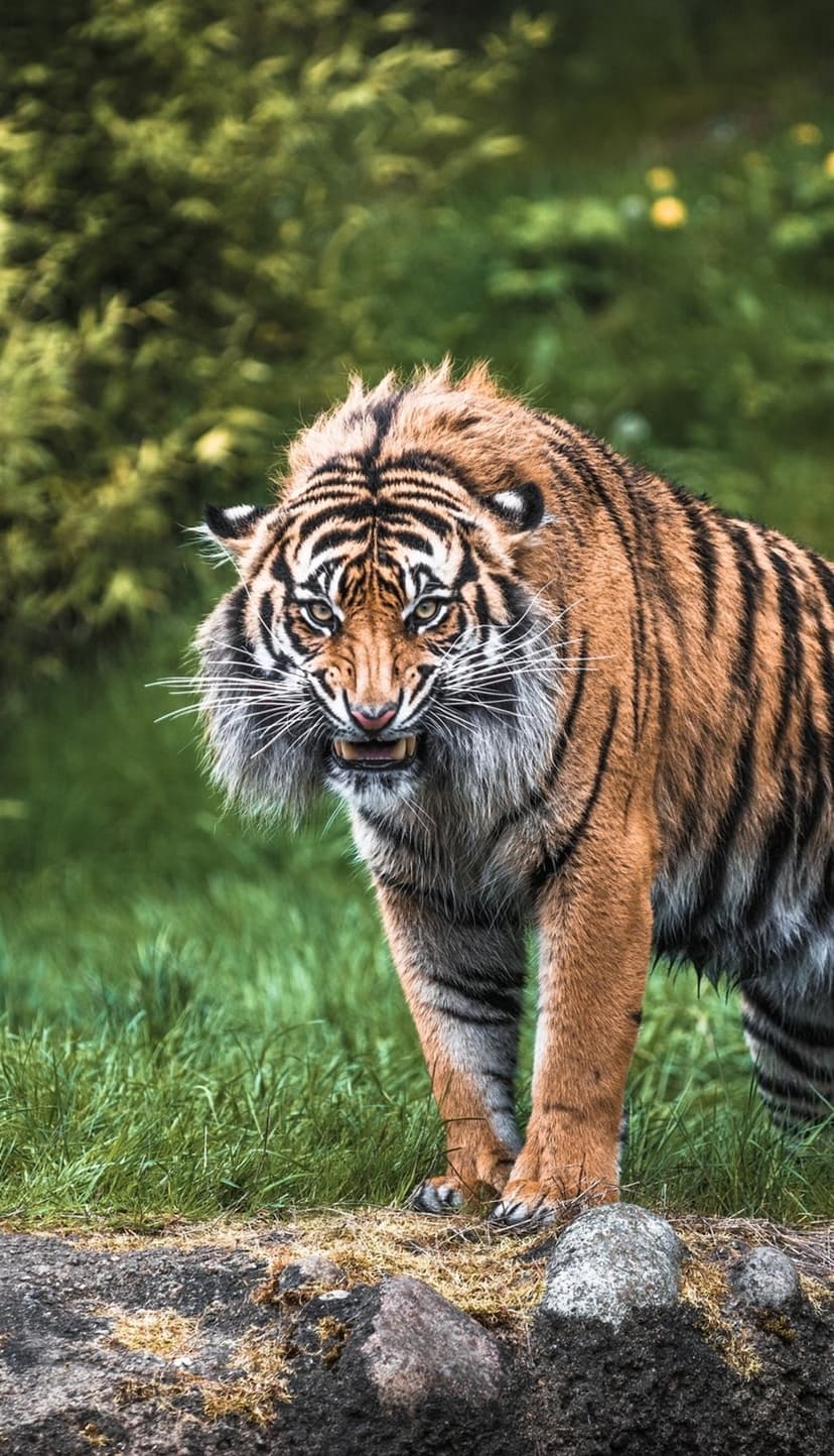 Tiger snarling with bared teeth and orange fur among green leaves in a detailed vertical wildlife portrait.
