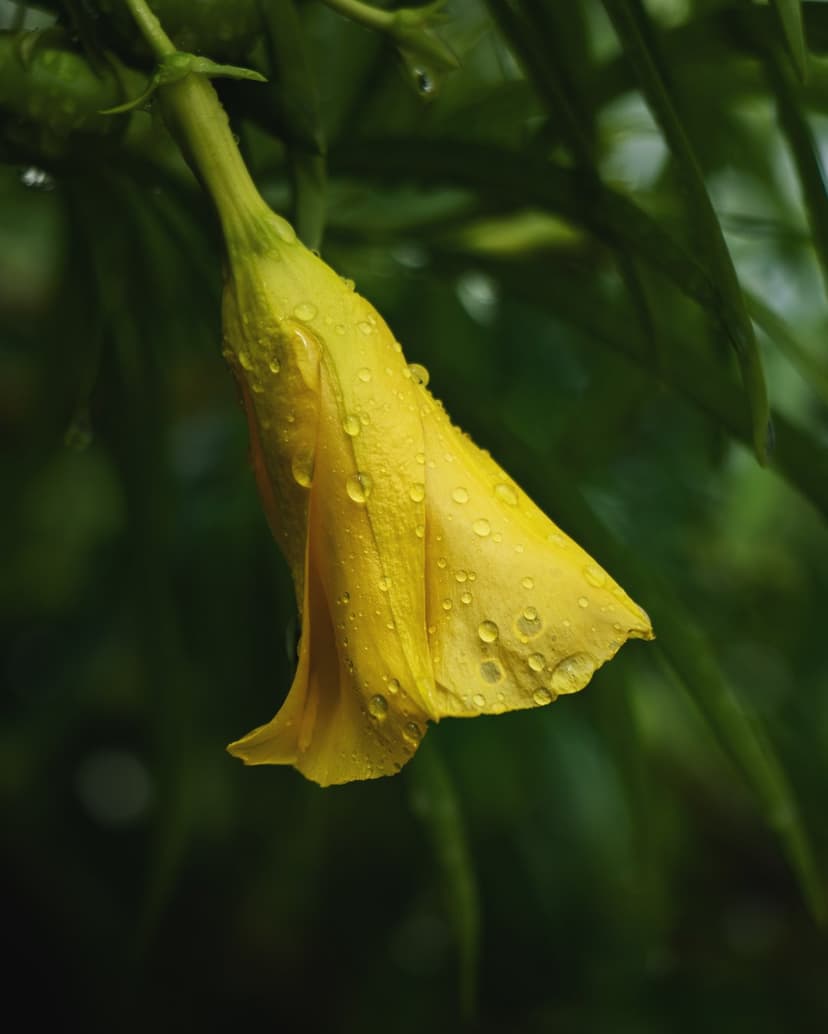 Yellow flower petals covered in clear raindrops hang before a dark green blurred background in a macro close-up.
