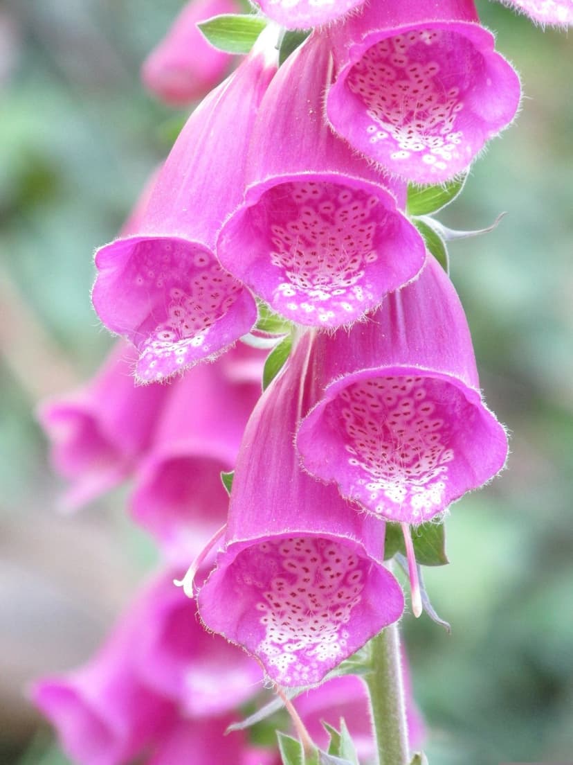 Pink foxglove blossoms with white-spotted throats cascade down a green stem against a soft bokeh background.
