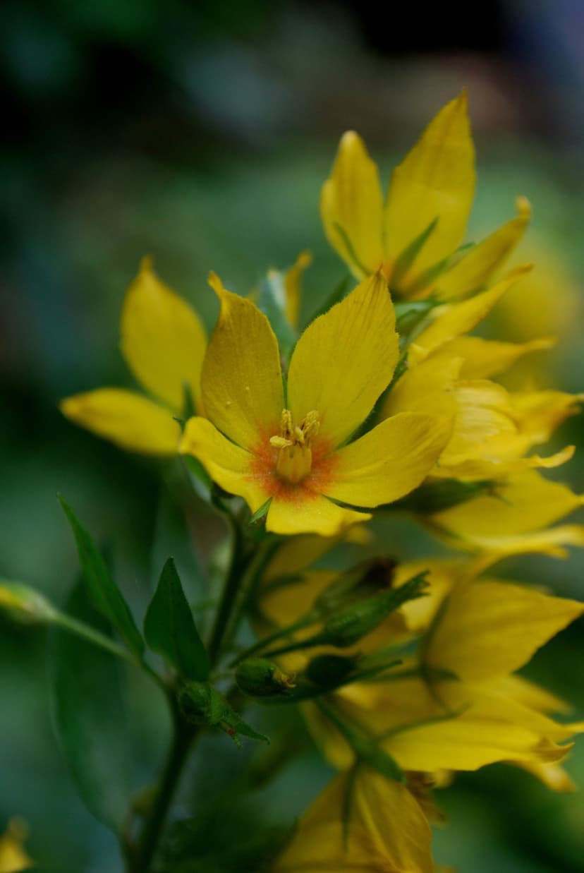 Yellow wildflowers with orange centers bloom among soft green foliage in a shallow depth of field garden scene.