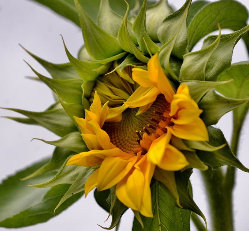 Sunflower bud with yellow petals unfurling from green sepals against a soft, blurred pale background.