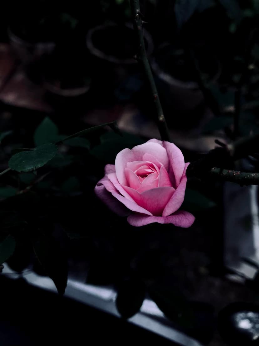 Pink rose with layered petals glows against a dark, out-of-focus garden background with deep green foliage.