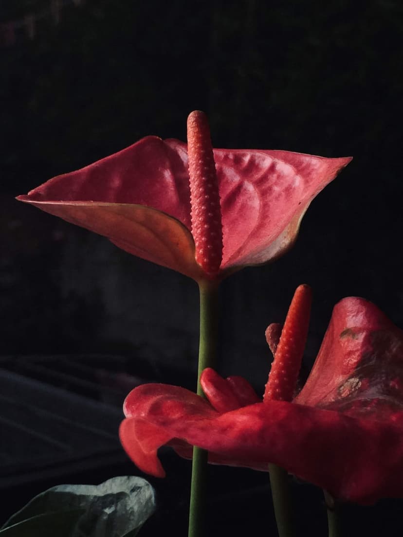 Two red anthurium flowers with glossy heart-shaped leaves and yellow stalks against a solid black background.