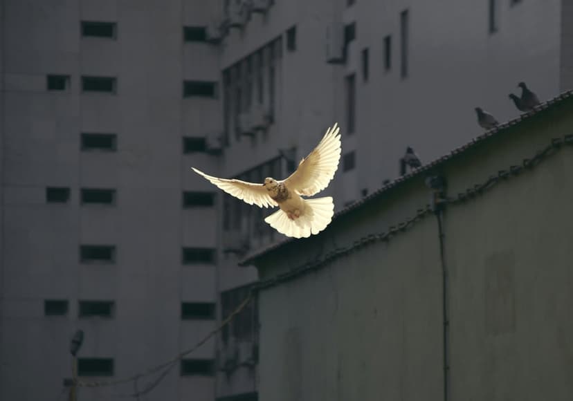 White dove with outspread wings glides through sunlight above a grey urban rooftop and several perching pigeons.