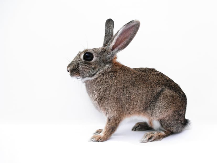 Wild cottontail rabbit with soft brown fur and large dark eyes sits alert against a seamless white background.