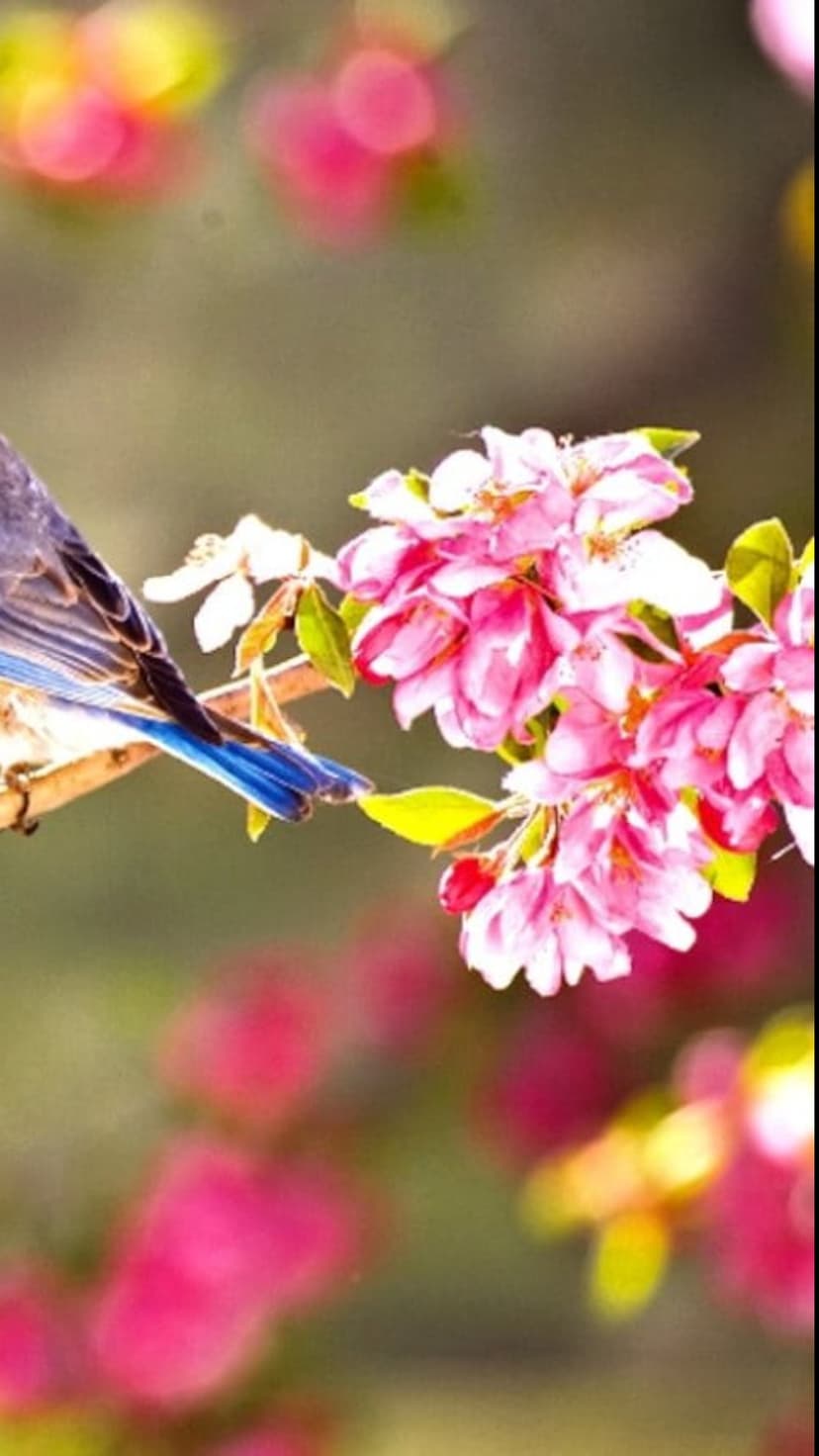 Bluebird with cerulean feathers perches on a branch of pink cherry blossoms against a soft, blurred background.
