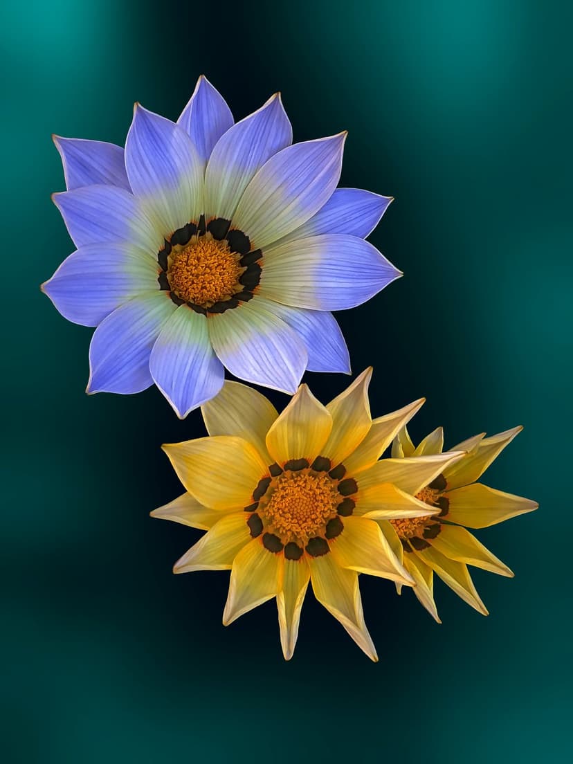 Lavender and yellow Gazania flowers with dark centers overlap on a moody teal gradient background.