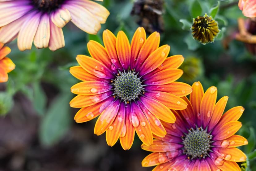 Orange African daisies with purple centers covered in glistening water droplets against a soft green bokeh.