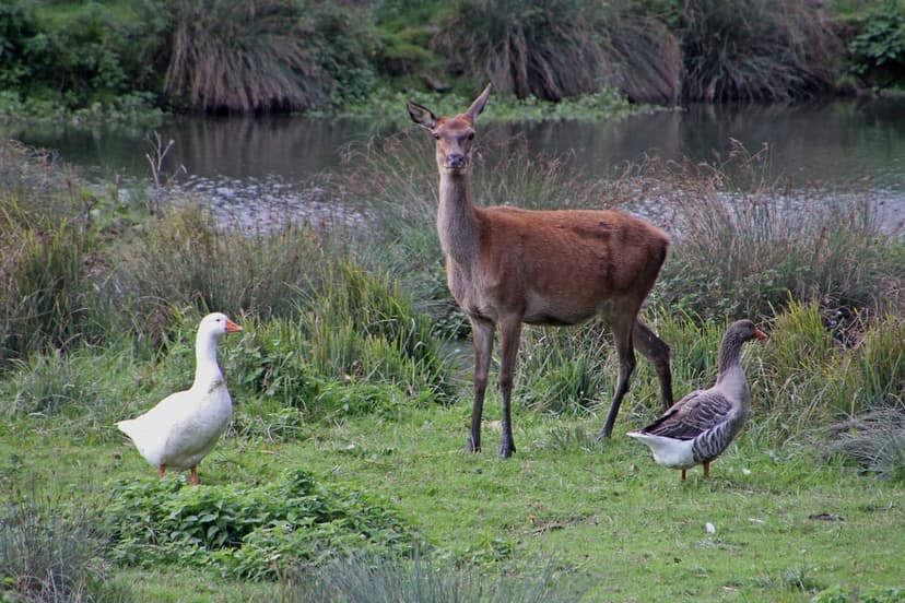 Young deer and two geese stand together in lush green grass beside a calm pond under an overcast, cloudy sky.