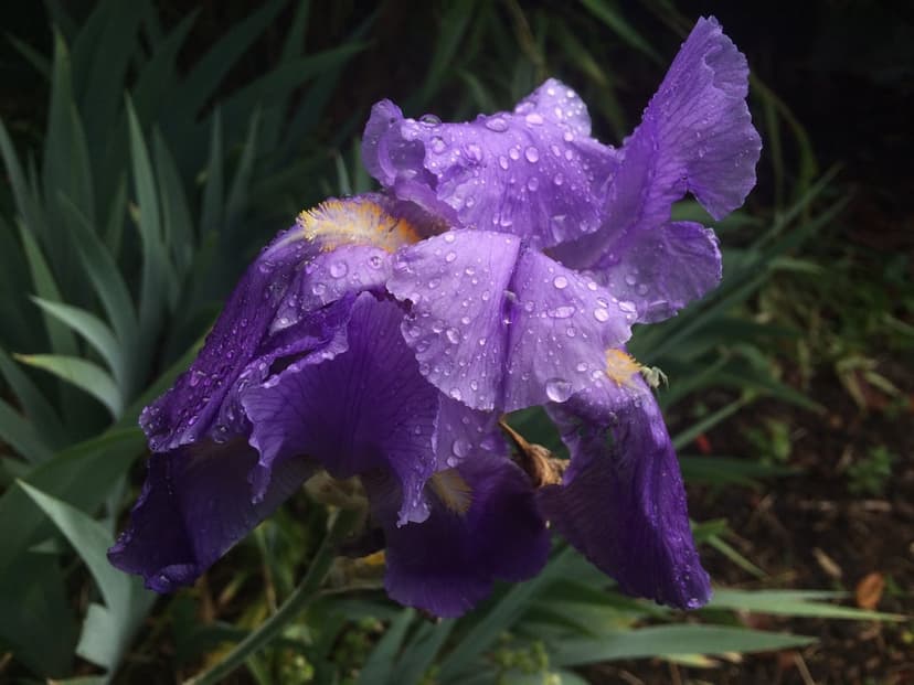 Purple iris petals covered in sparkling water droplets against a soft green background in a vertical view.