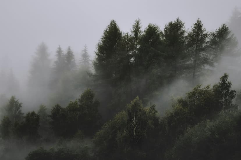 Dark green coniferous trees tower through thick white mist in a dense, atmospheric mountain forest landscape.