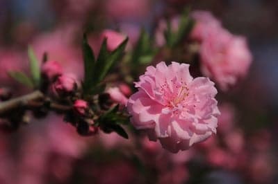 Soft Pink Sakura Petals Macro Spring Phone Background