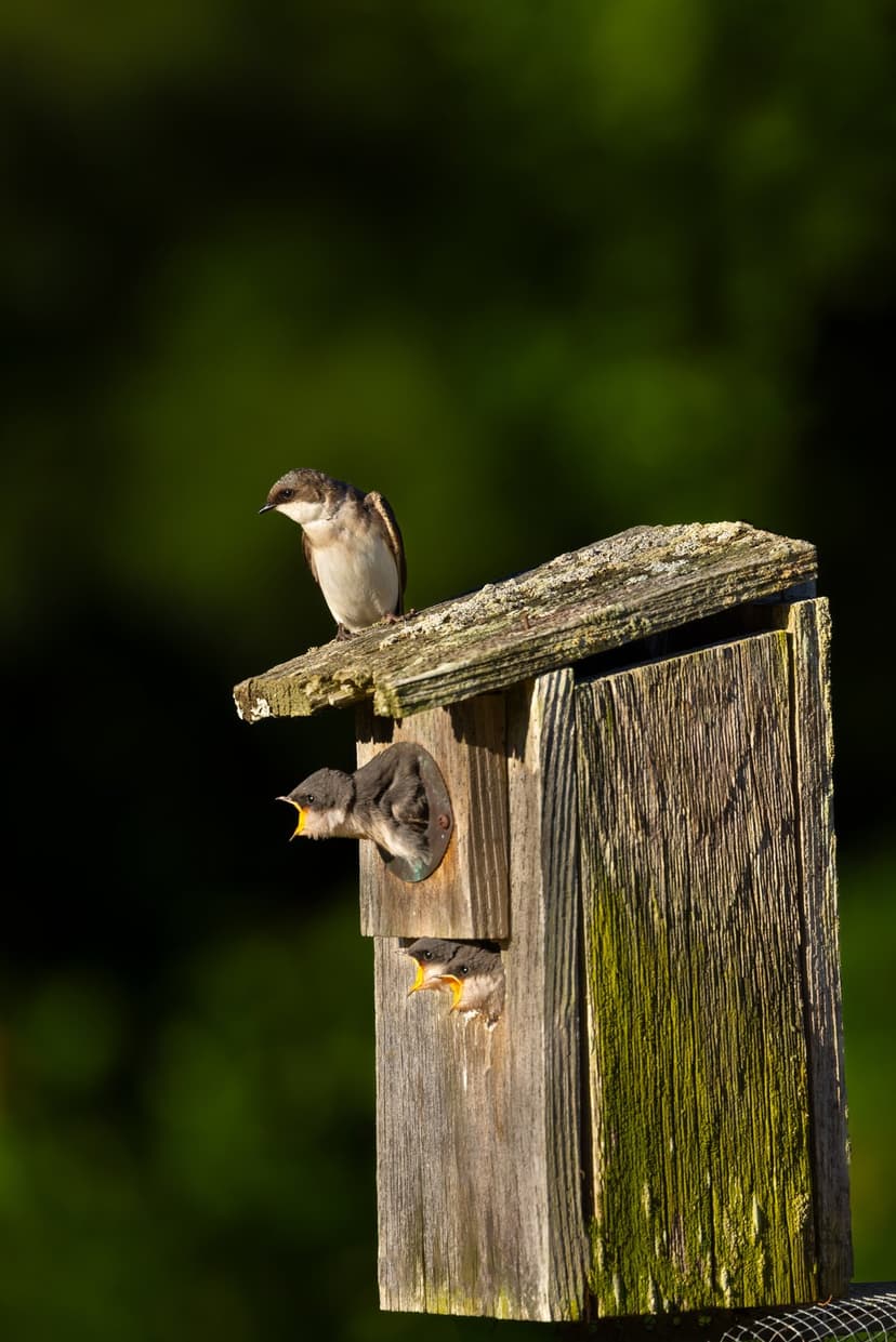 Three young swallows with open beaks wait inside a rustic wooden birdhouse under soft natural sunlight.