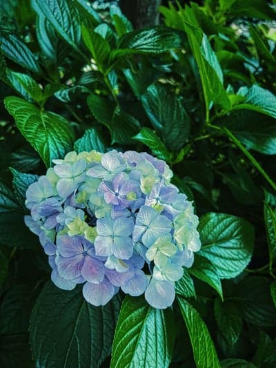 Serene Blue Hydrangea Bloom Portrait Phone Background