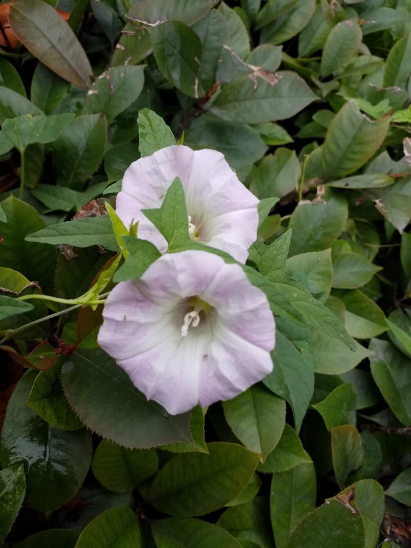 Pink bindweed flowers with white centers nestle inside dense green foliage in a vertical close-up photograph.
